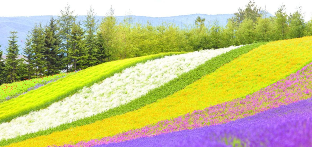 Lavender fields in Furano