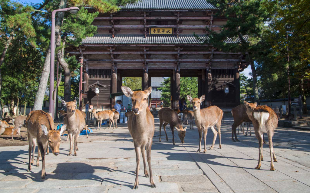 Nara deer and Todaiji temple - Places to visit in Japan