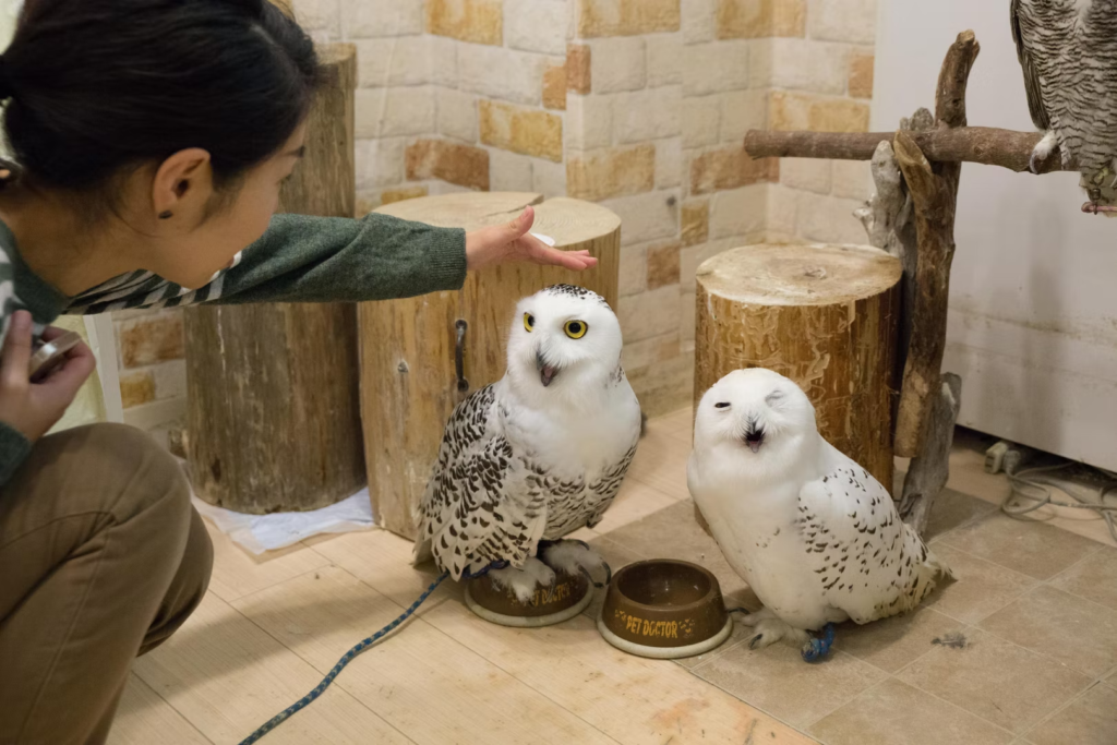 Animal Cafe Tokyo