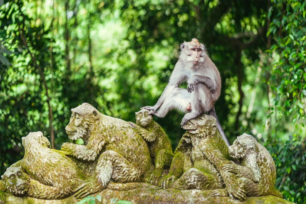 Ubud Monkey Forest Bali