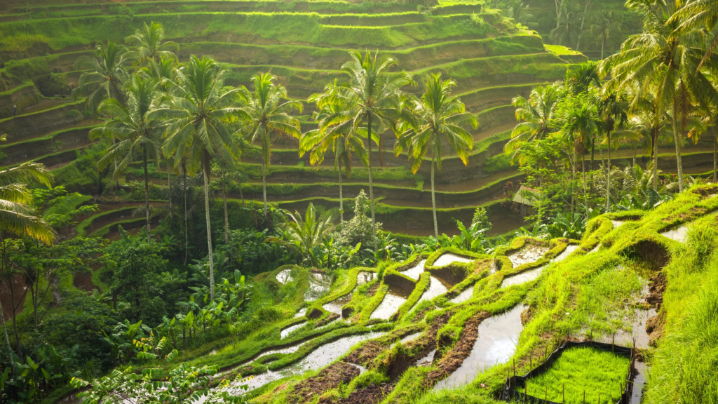 Tegalalang Rice Terrace Bali