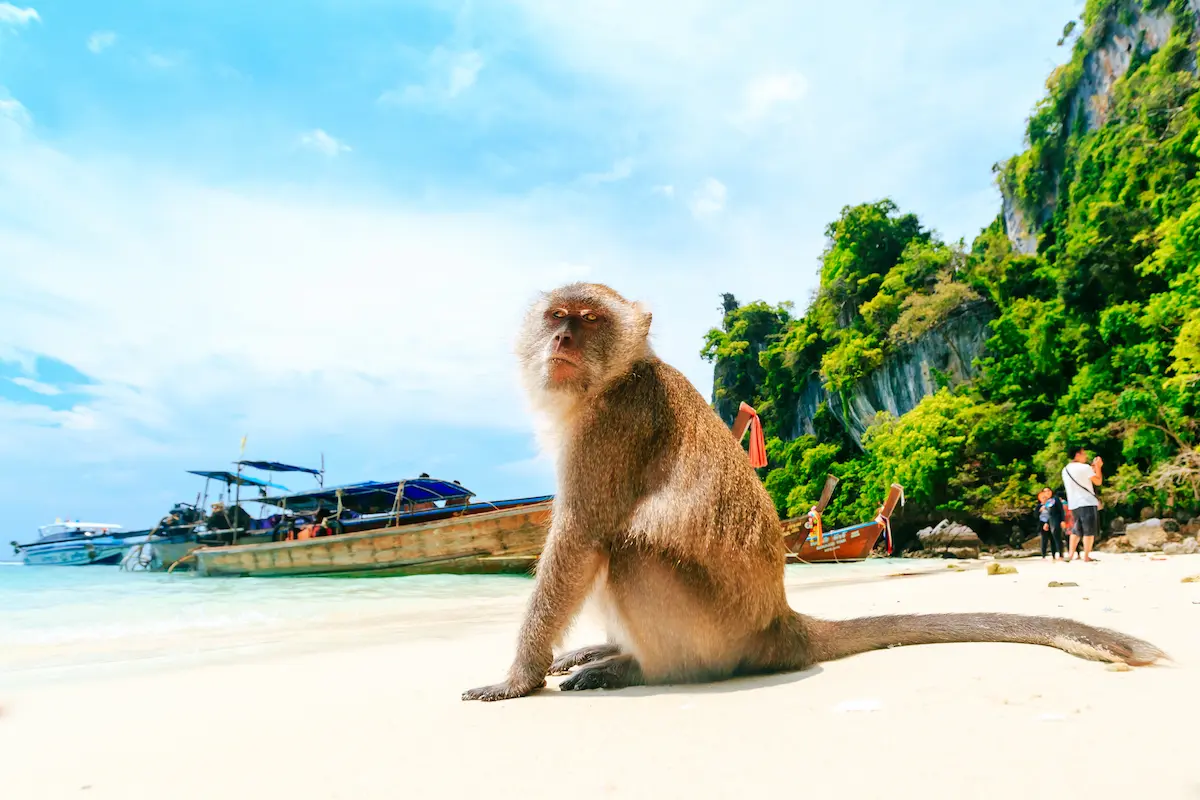 A cheeky macaque sitting on Monkey Beach during a phi phi islands tour, with longtail boats and limestone cliffs in the background