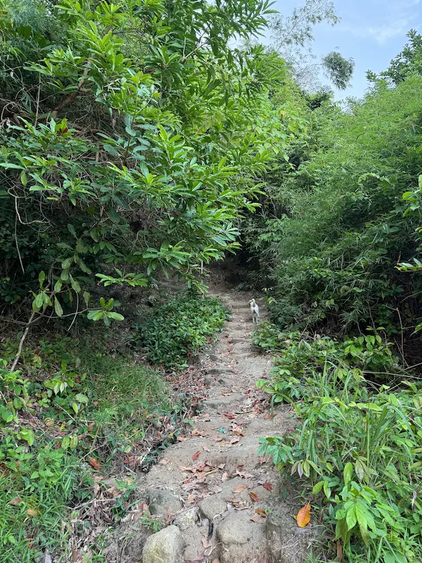 Uneven access trail leading to Freedom Beach Phuket