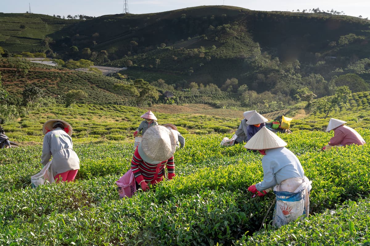 Work With Us at Go Find Asia – tea workers harvesting leaves on a hillside plantation in Asia
